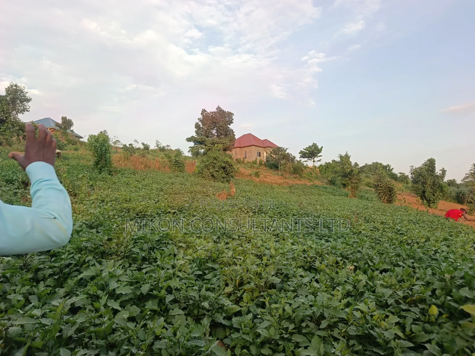 Half Acre of Land in Matuga Town Bombo Road