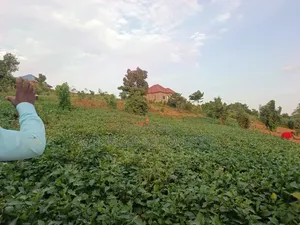 Half Acre of Land in Matuga Town Bombo Road