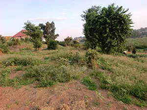 Half Acre of Land in Matuga Town Bombo Road