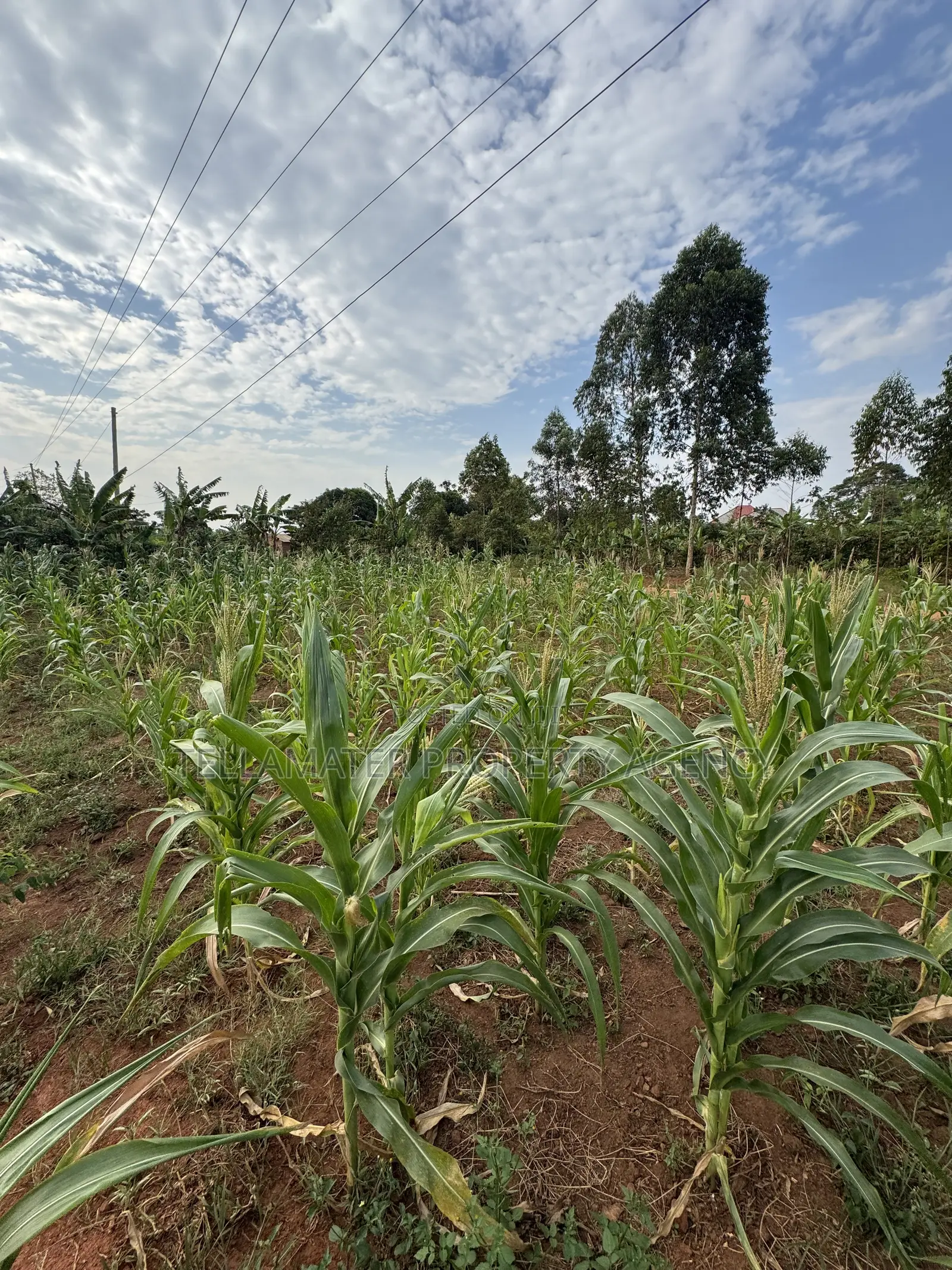 50*50ft Plots at Nakifuma-Magogo With Maize and Kalitunsi for Sale