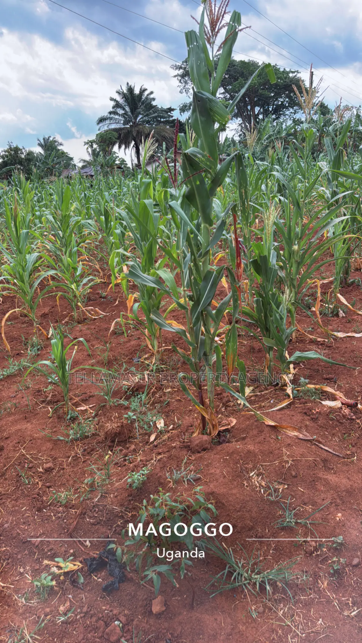 50*50ft Plots at Nakifuma-Magogo With Maize and Kalitunsi for Sale