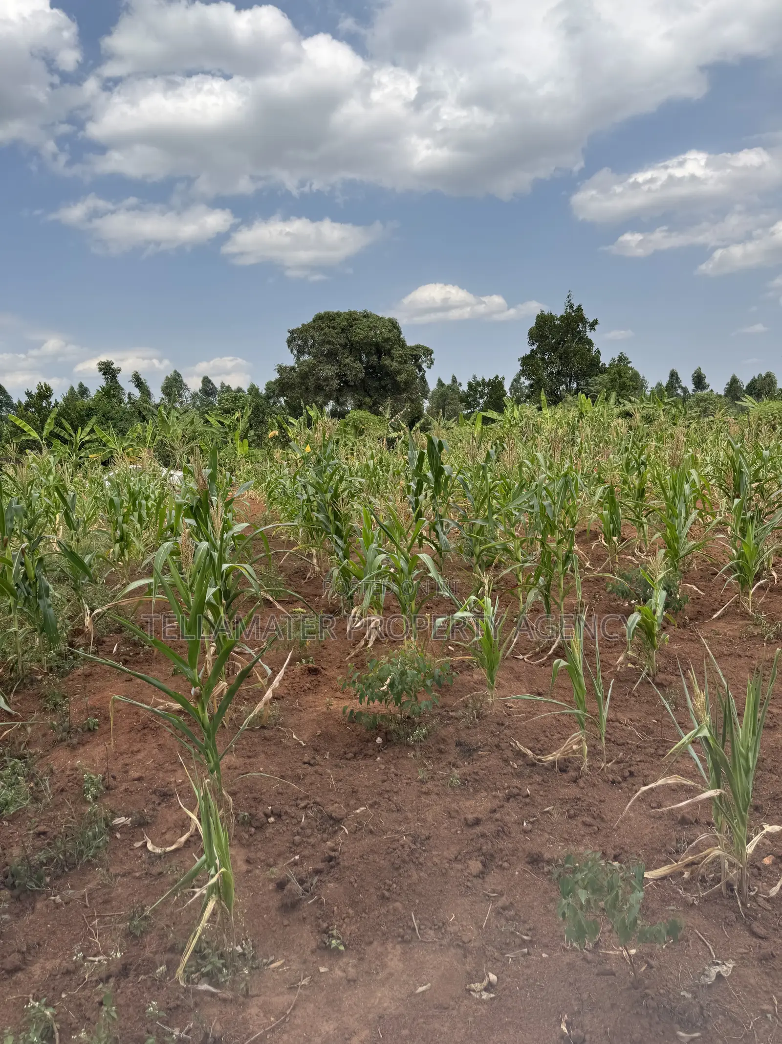 50*50ft Plots at Nakifuma-Magogo With Maize and Kalitunsi for Sale
