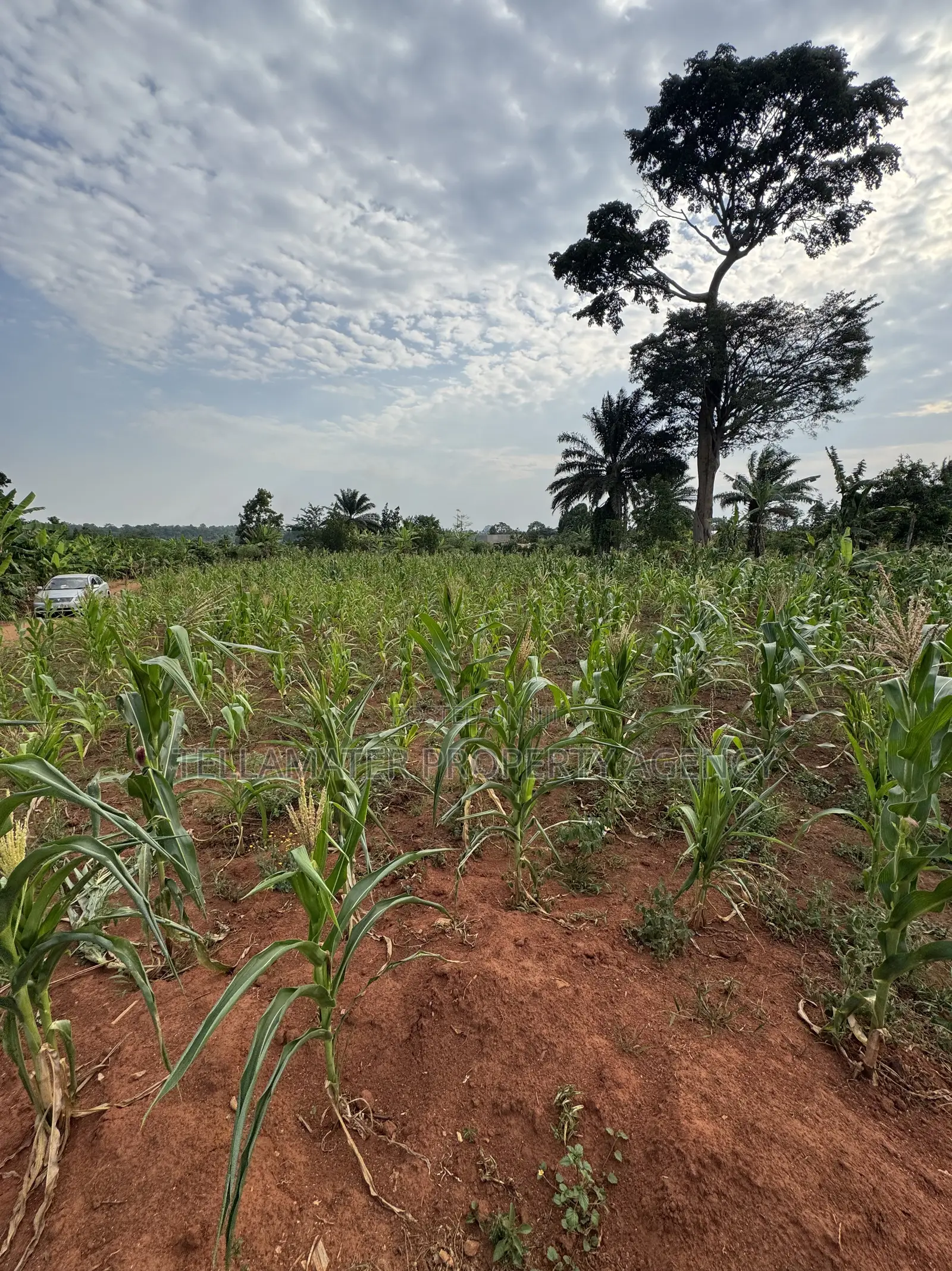 50*50ft Plots at Nakifuma-Magogo With Maize and Kalitunsi for Sale