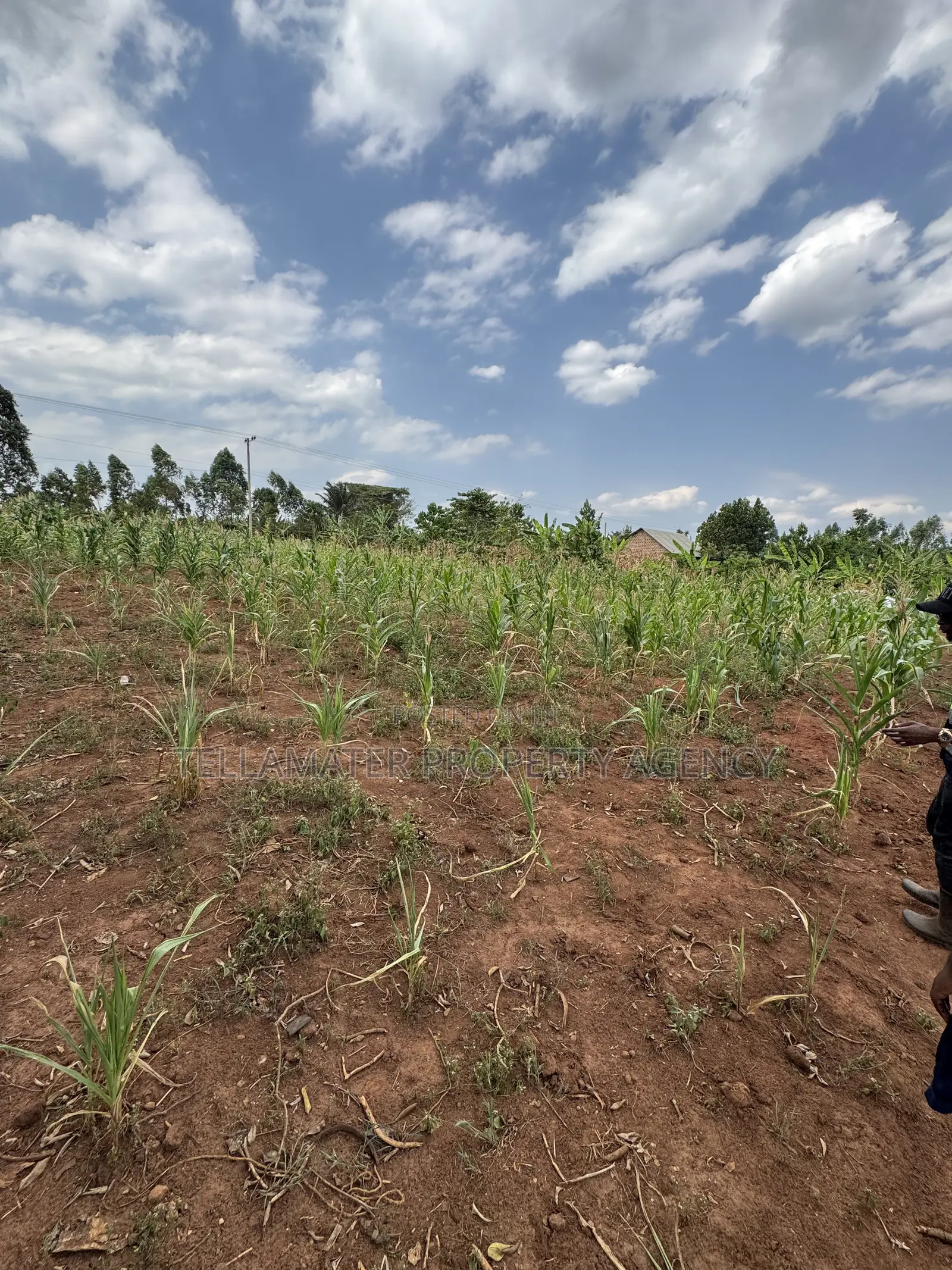 50*50ft Plots at Nakifuma-Magogo With Maize and Kalitunsi for Sale