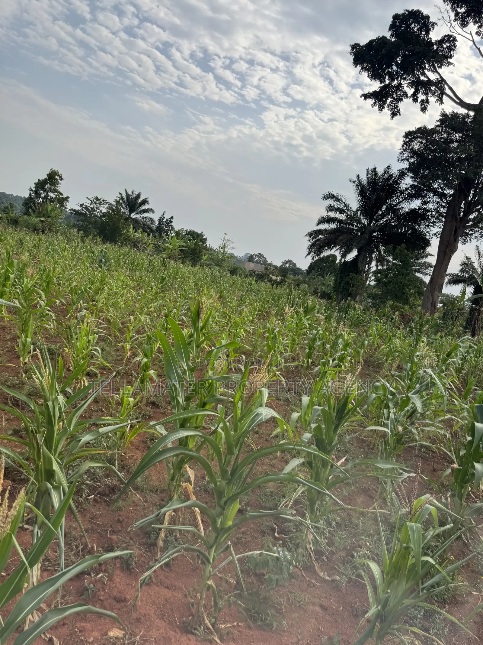 50*50ft Plots at Nakifuma-Magogo With Maize and Kalitunsi for Sale