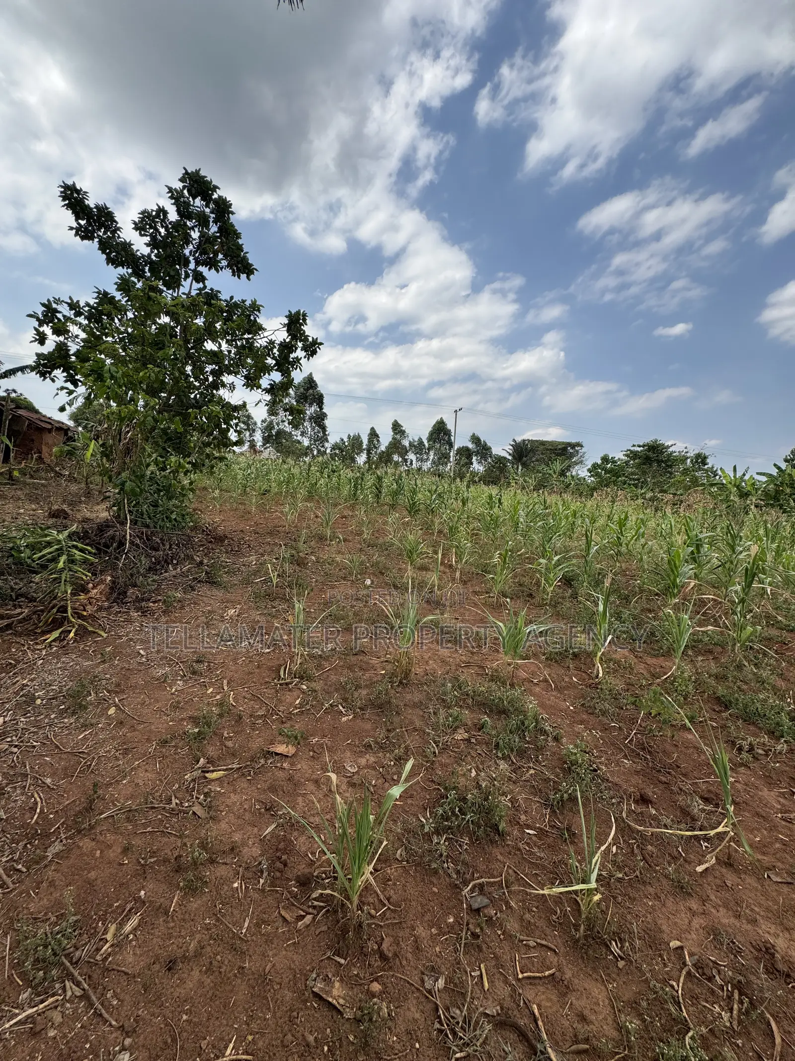 50*50ft Plots at Nakifuma-Magogo With Maize and Kalitunsi for Sale