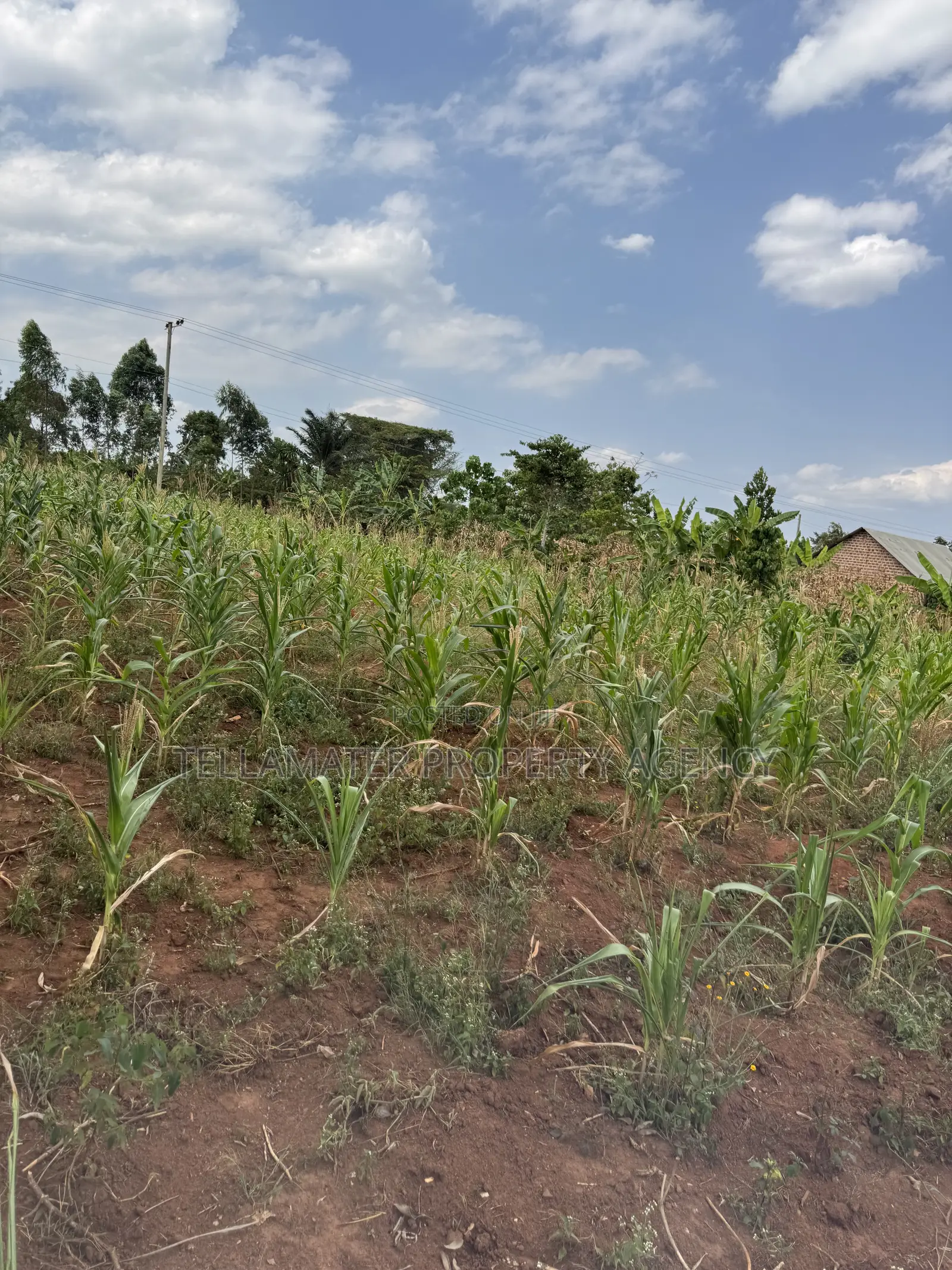 50*50ft Plots at Nakifuma-Magogo With Maize and Kalitunsi for Sale