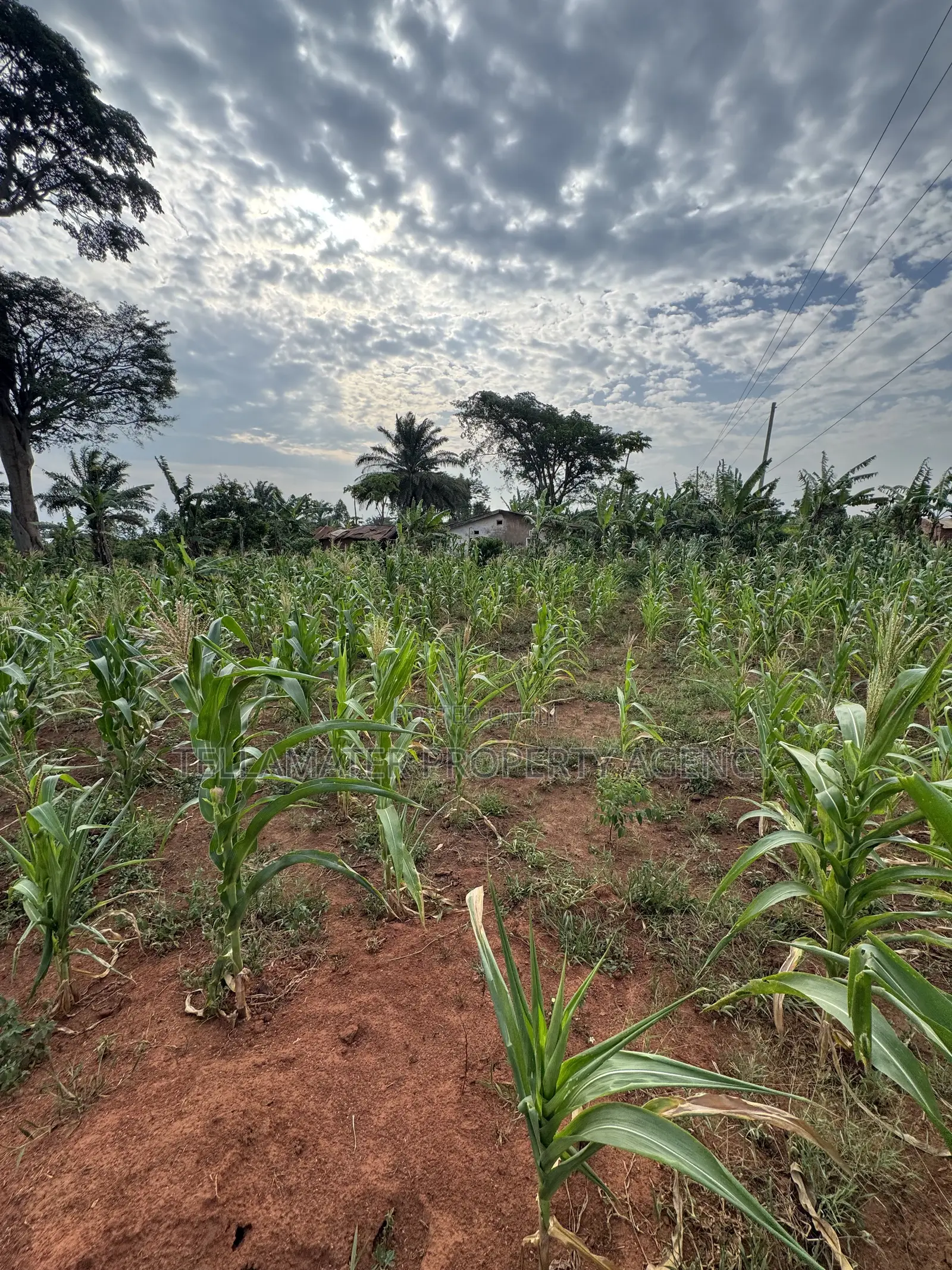 50*50ft Plots at Nakifuma-Magogo With Maize and Kalitunsi for Sale