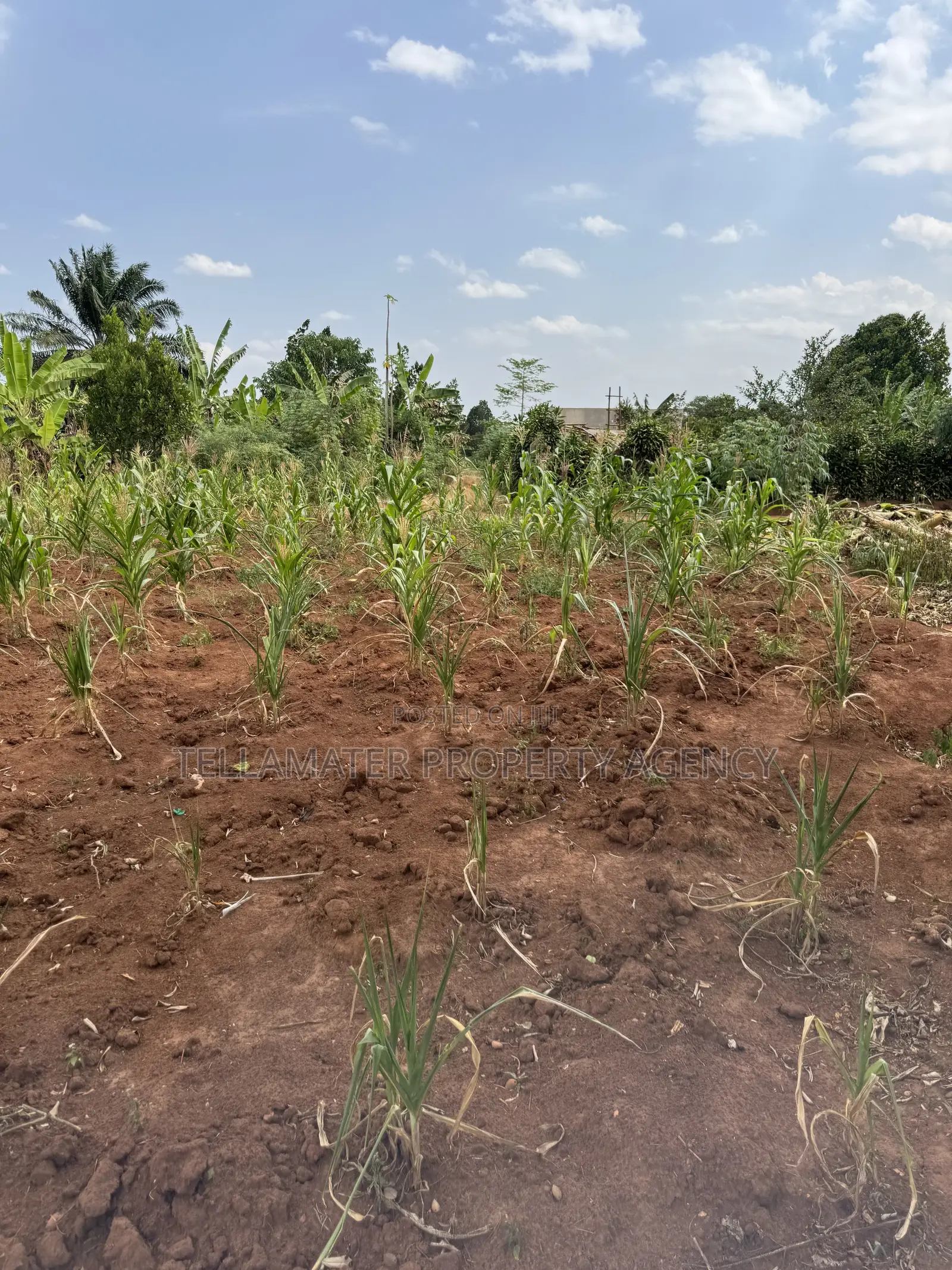50*50ft Plots at Nakifuma-Magogo With Maize and Kalitunsi for Sale