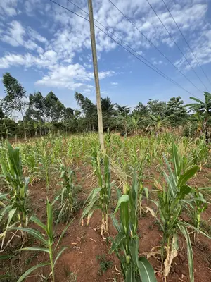 50*50ft Plots at Nakifuma-Magogo With Maize and Kalitunsi for Sale