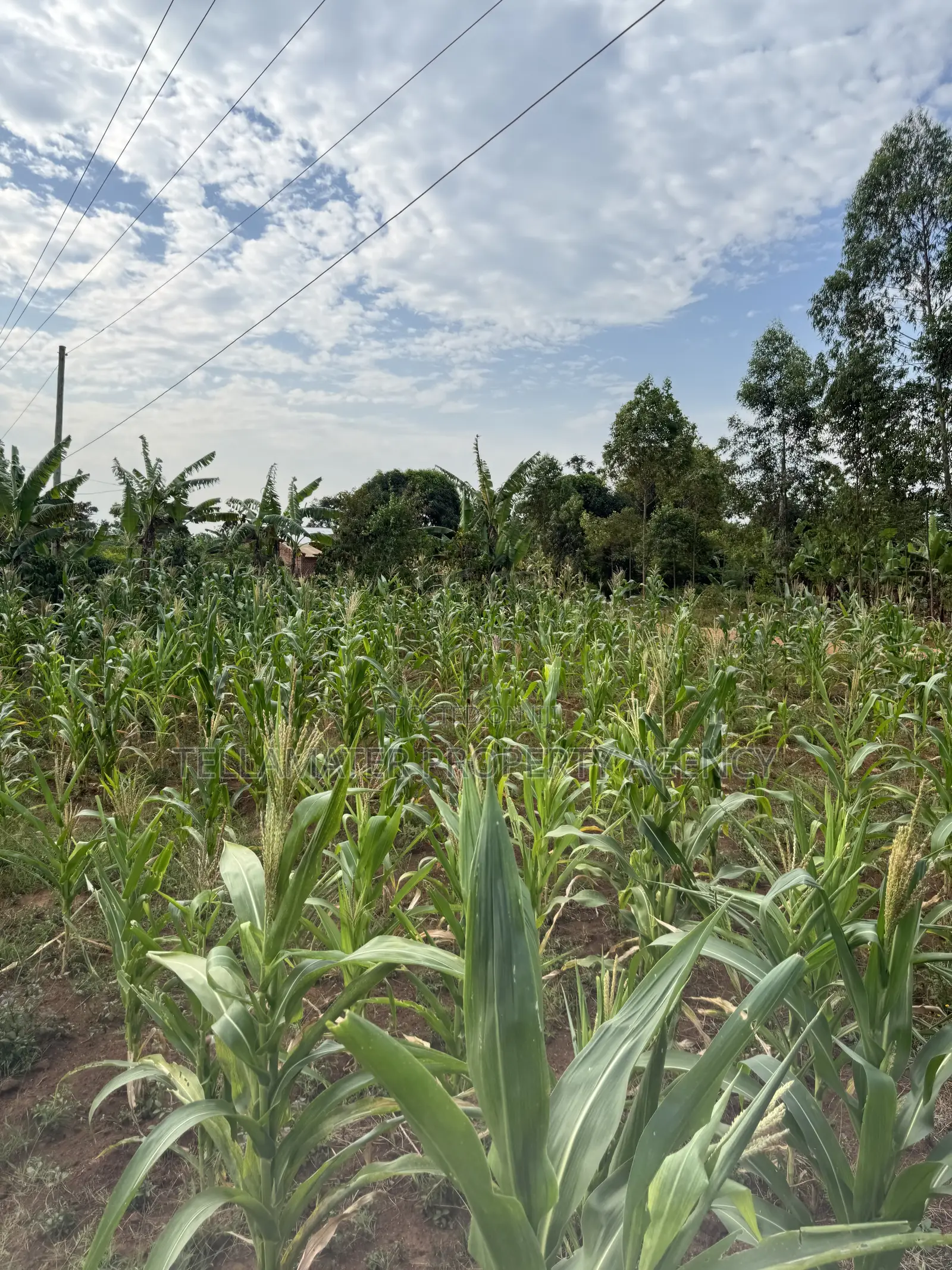 50*50ft Plots at Nakifuma-Magogo With Maize and Kalitunsi for Sale