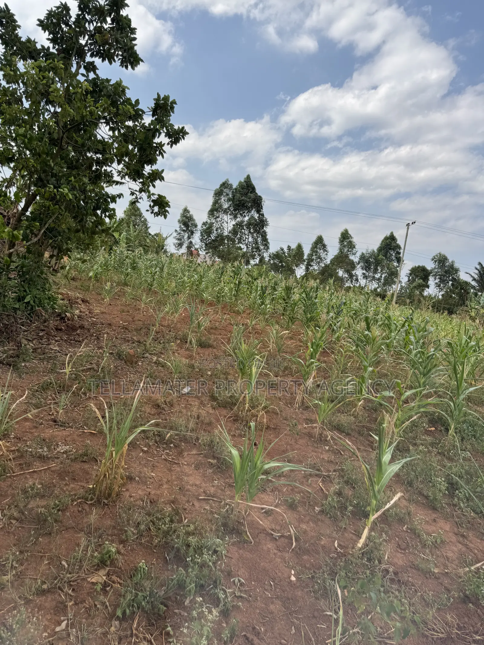 50*50ft Plots at Nakifuma-Magogo With Maize and Kalitunsi for Sale