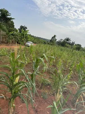 50*50ft Plots at Nakifuma-Magogo With Maize and Kalitunsi for Sale