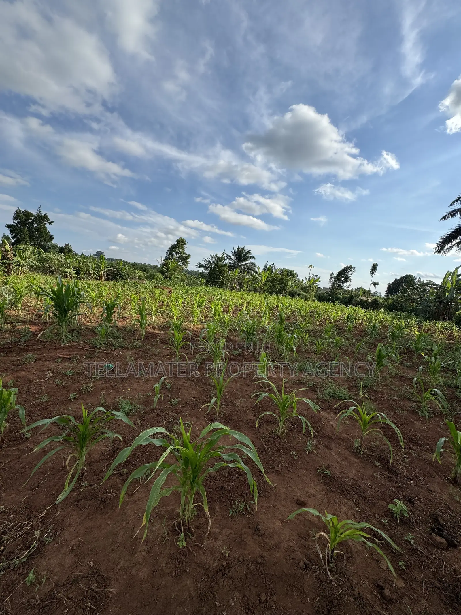 50*50ft Plots at Nakifuma-Magogo With Maize and Kalitunsi for Sale