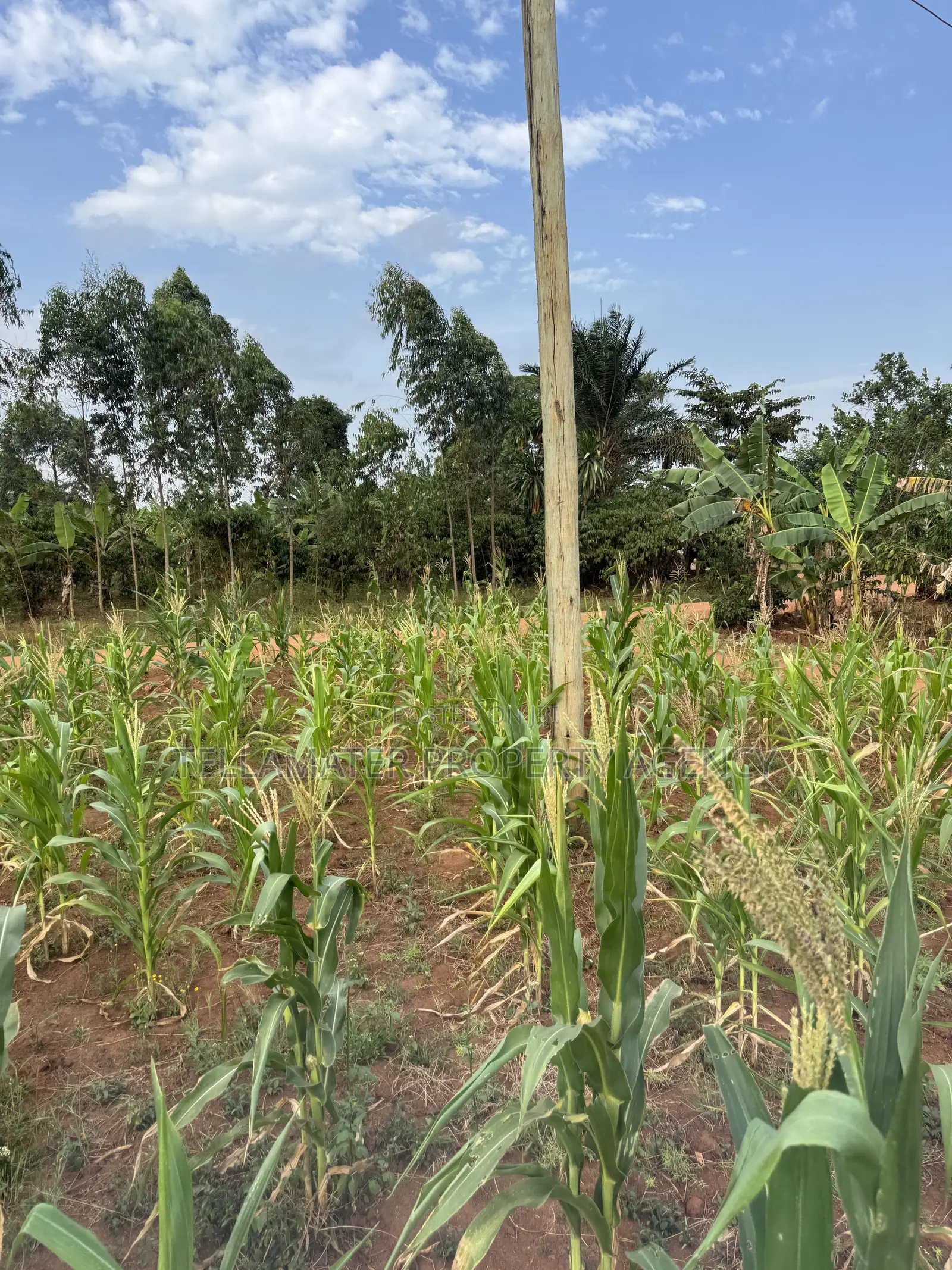 50*50ft Plots at Nakifuma-Magogo With Maize and Kalitunsi for Sale