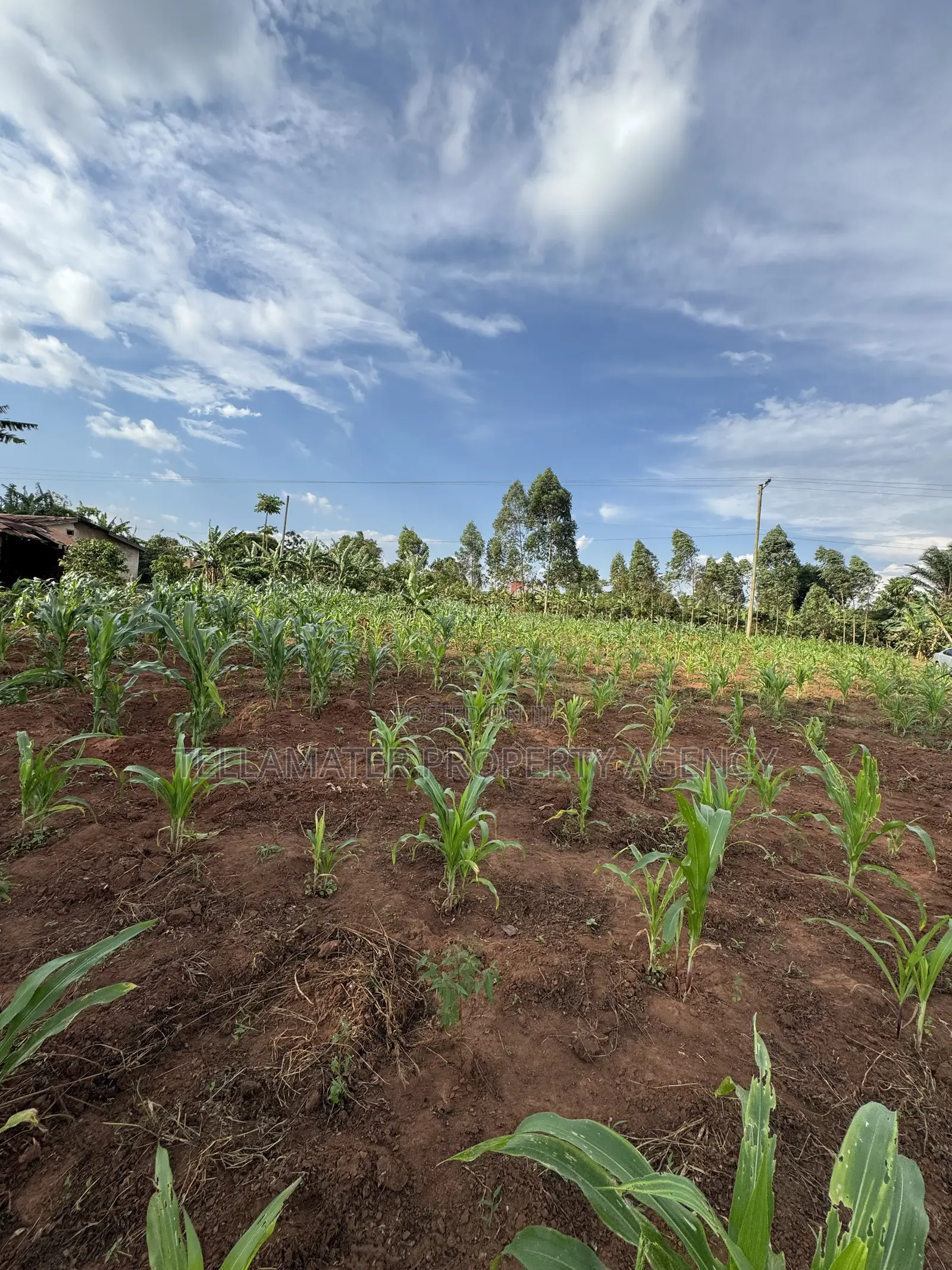 50*50ft Plots at Nakifuma-Magogo With Maize and Kalitunsi for Sale