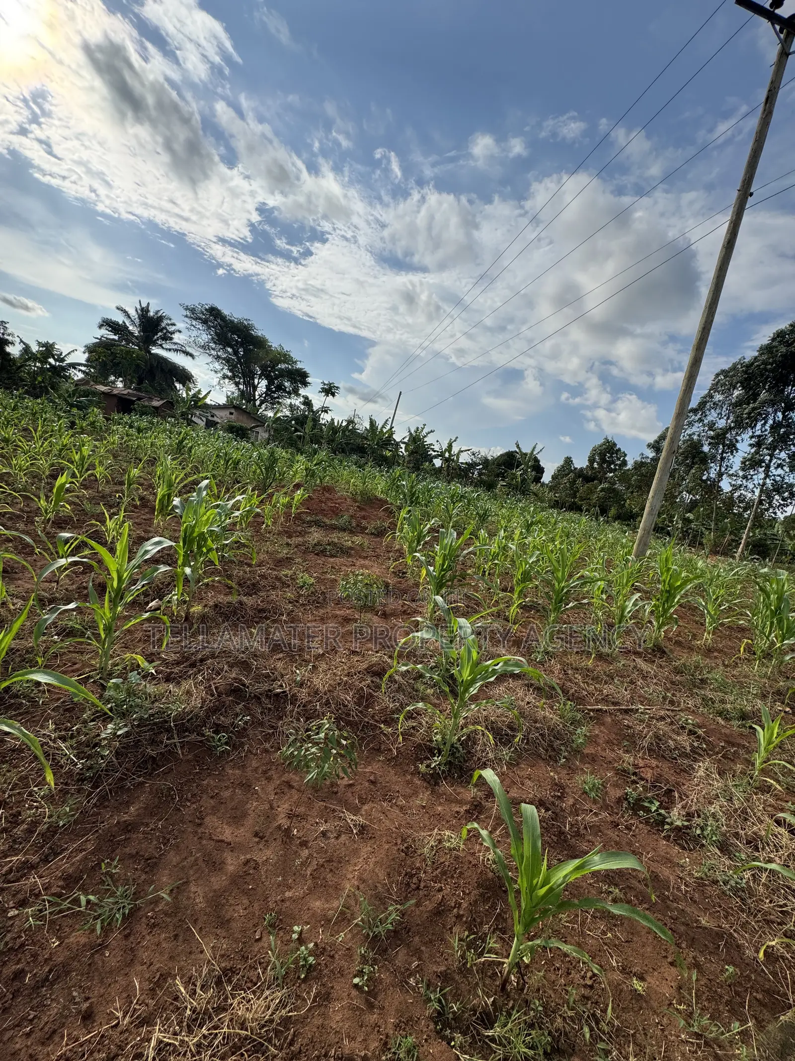 50*50ft Plots at Nakifuma-Magogo With Maize and Kalitunsi for Sale