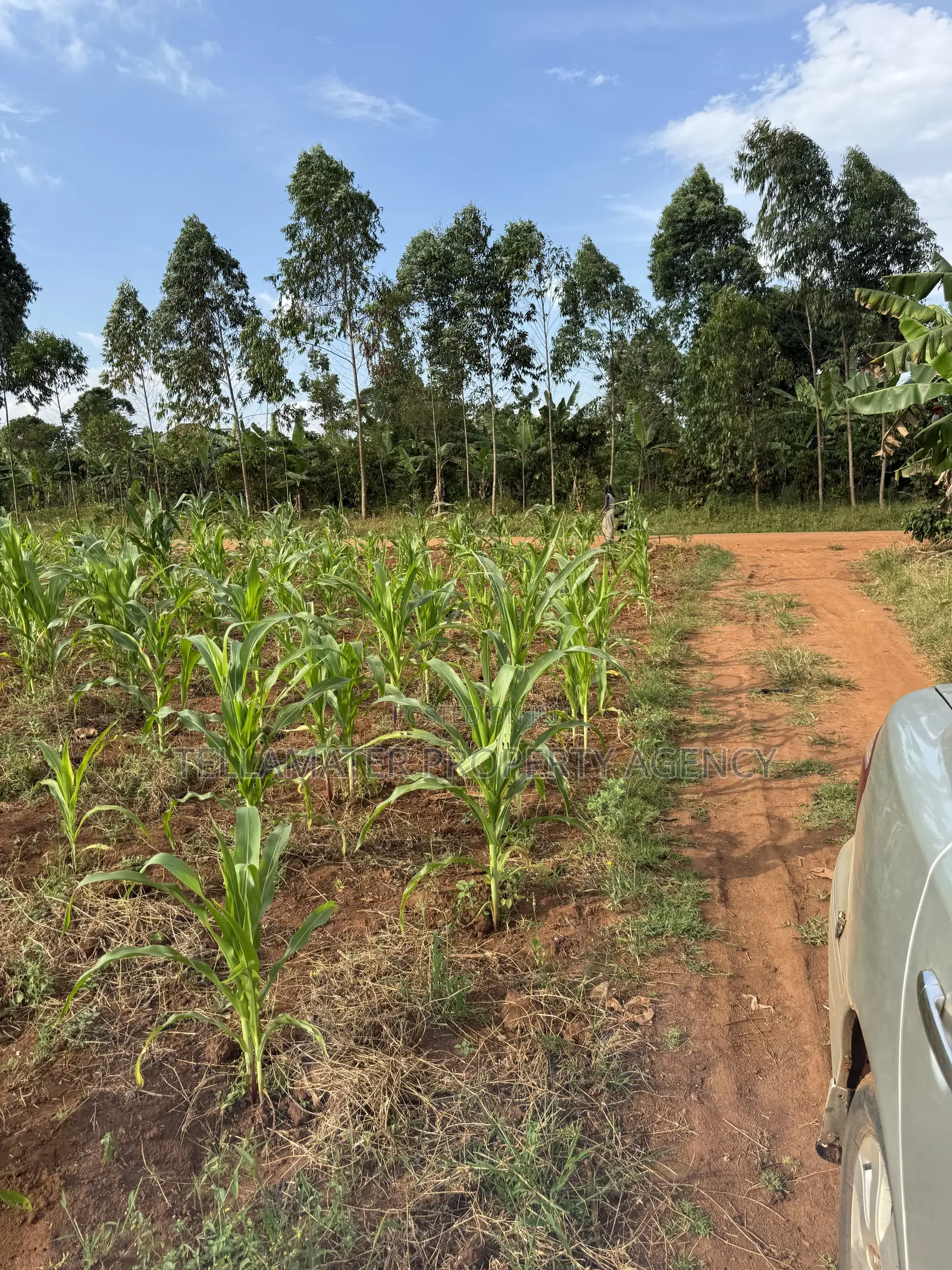 50*50ft Plots at Nakifuma-Magogo With Maize and Kalitunsi for Sale