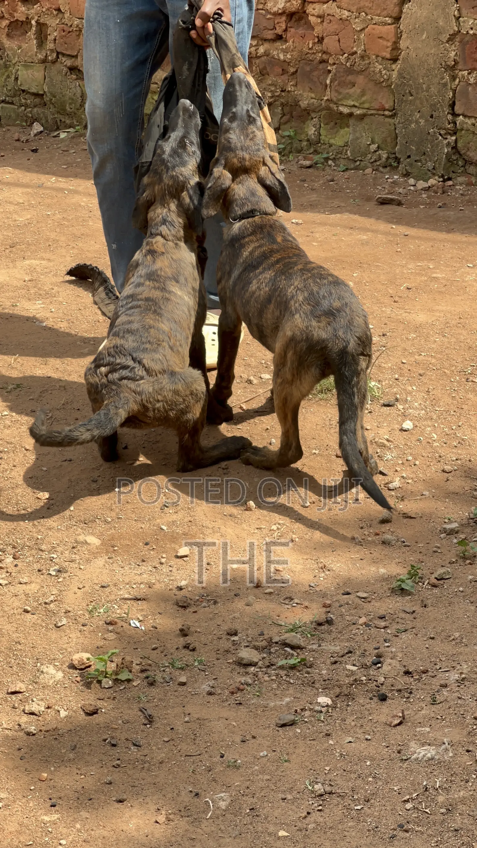 1-3 months Female Purebred Dutch Shepherd