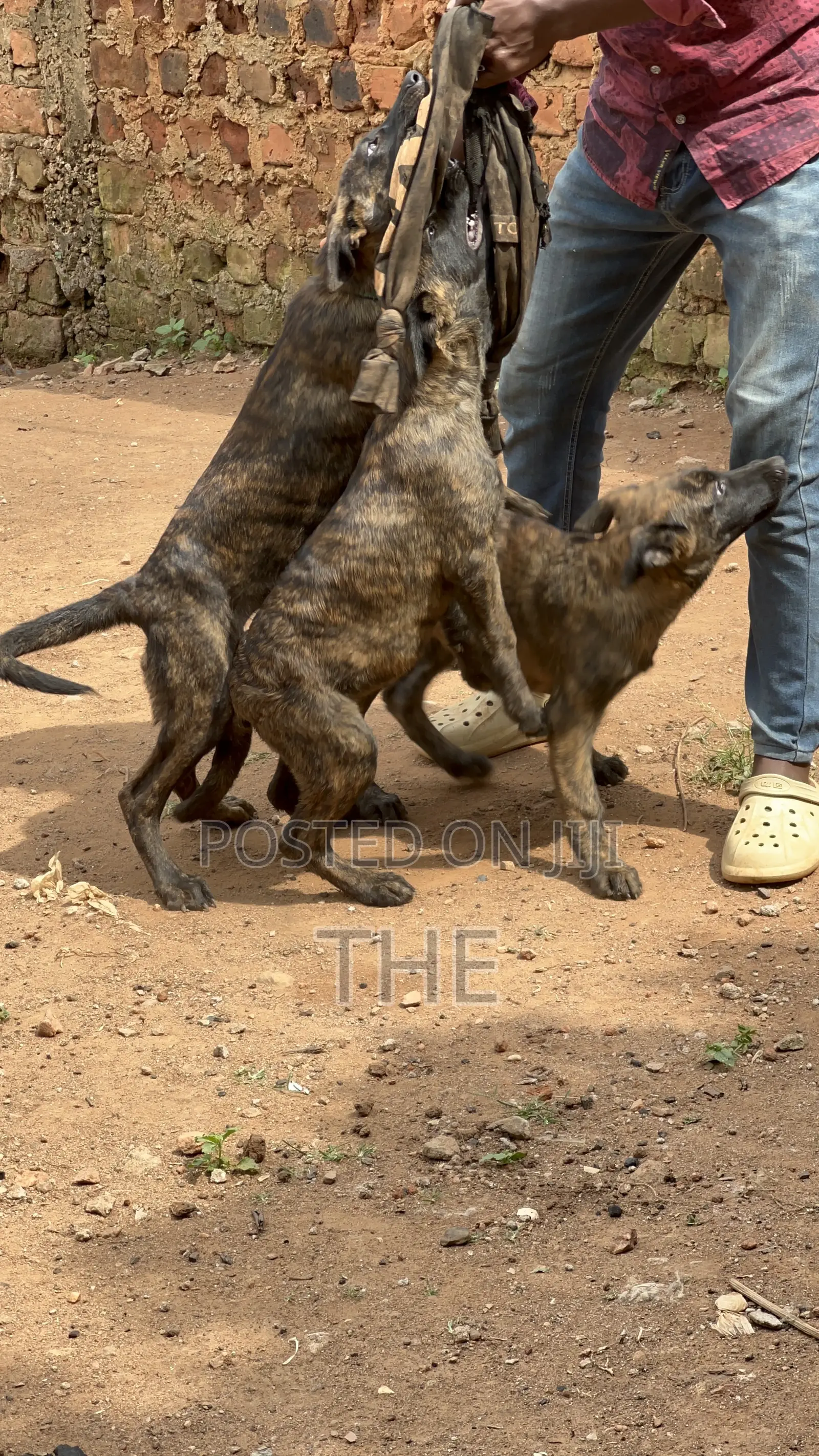1-3 months Female Purebred Dutch Shepherd