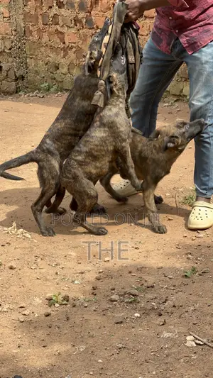 1-3 months Female Purebred Dutch Shepherd