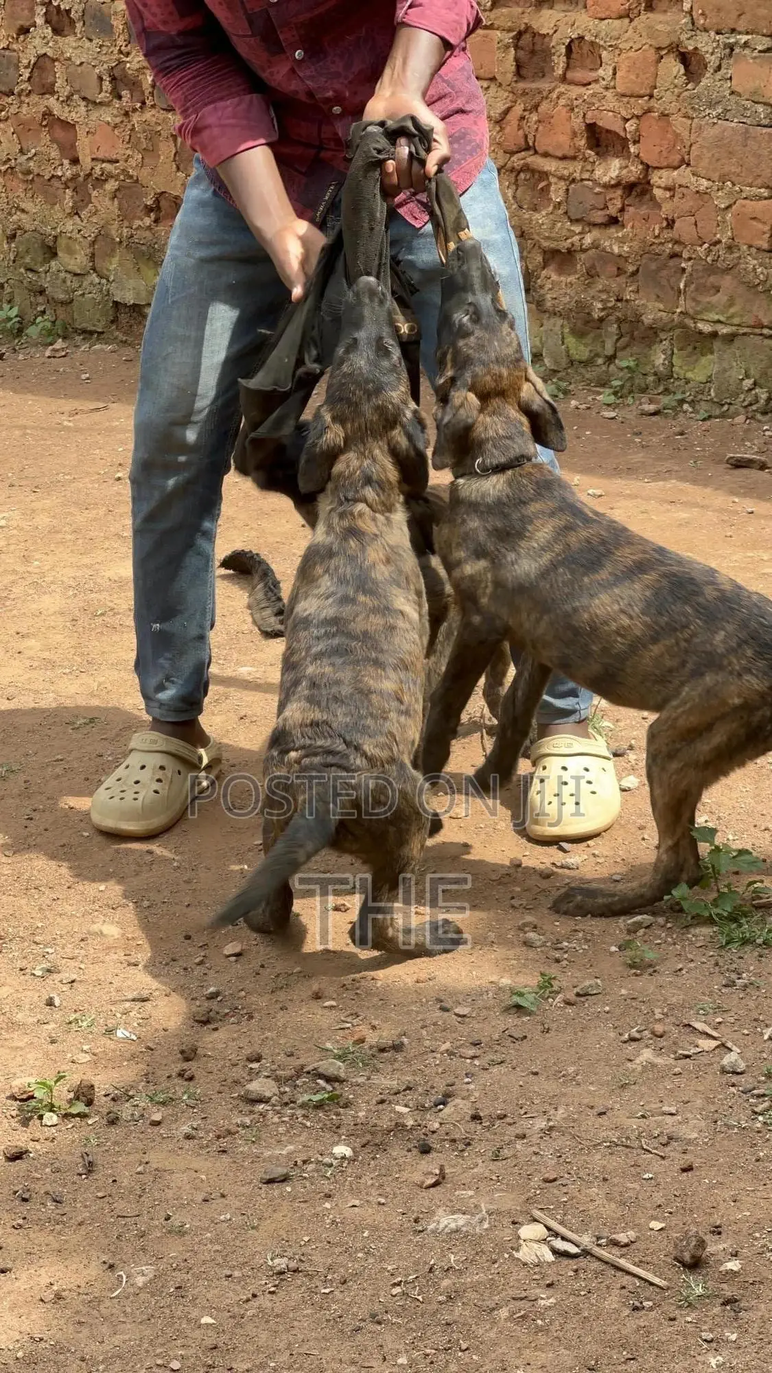 1-3 months Female Purebred Dutch Shepherd