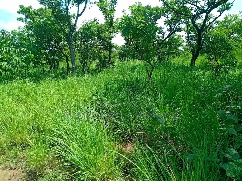 Fertile Farmland For Rent | Lease Lamwo District