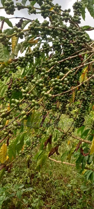 9 Hot Acres for Grab