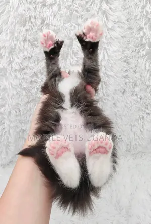 1-3 months Female Purebred American Shorthair