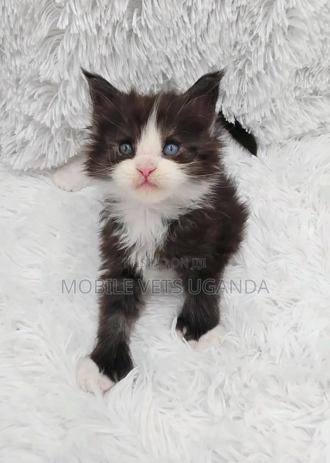 1-3 months Male Purebred American Shorthair