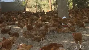Saso Chickens