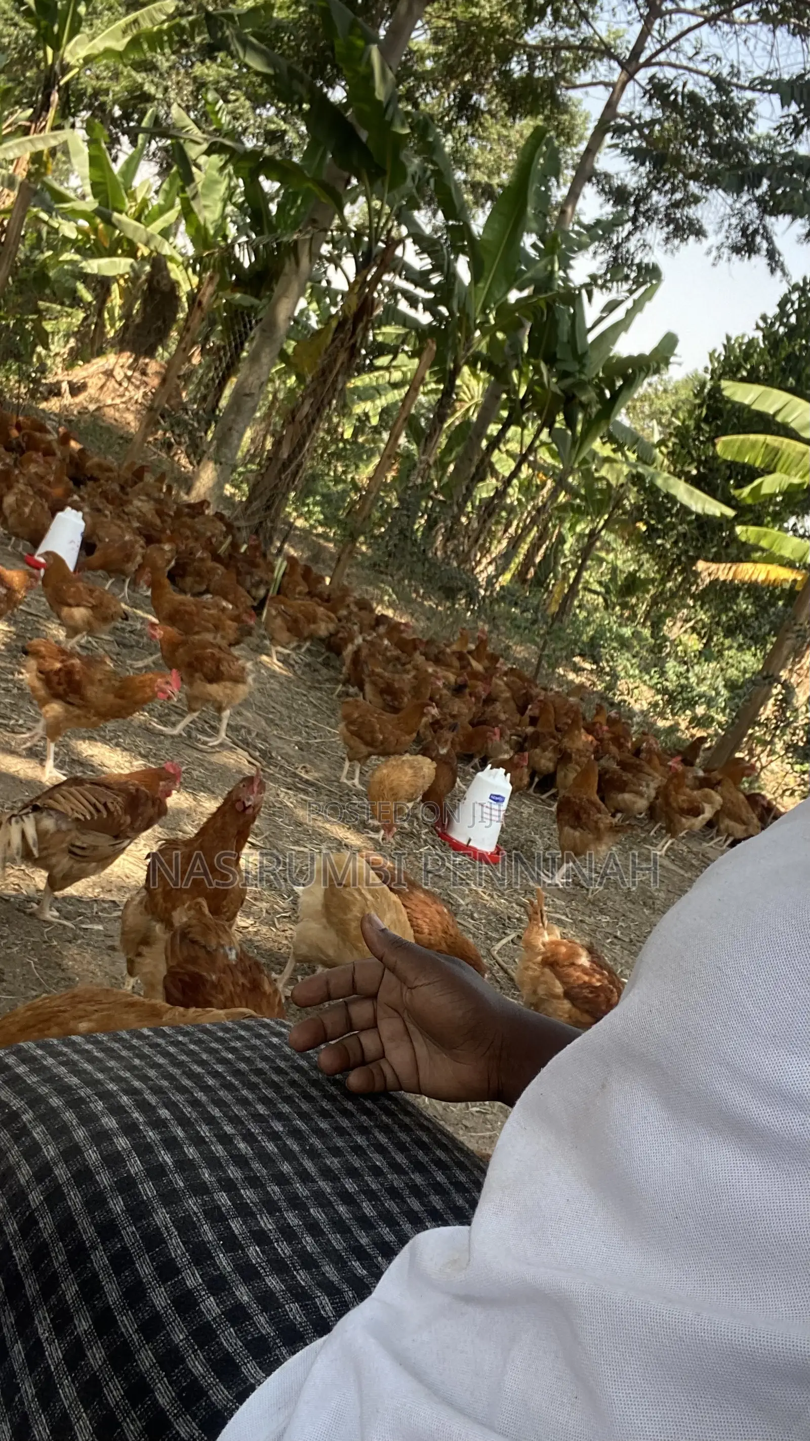 Saso Chickens
