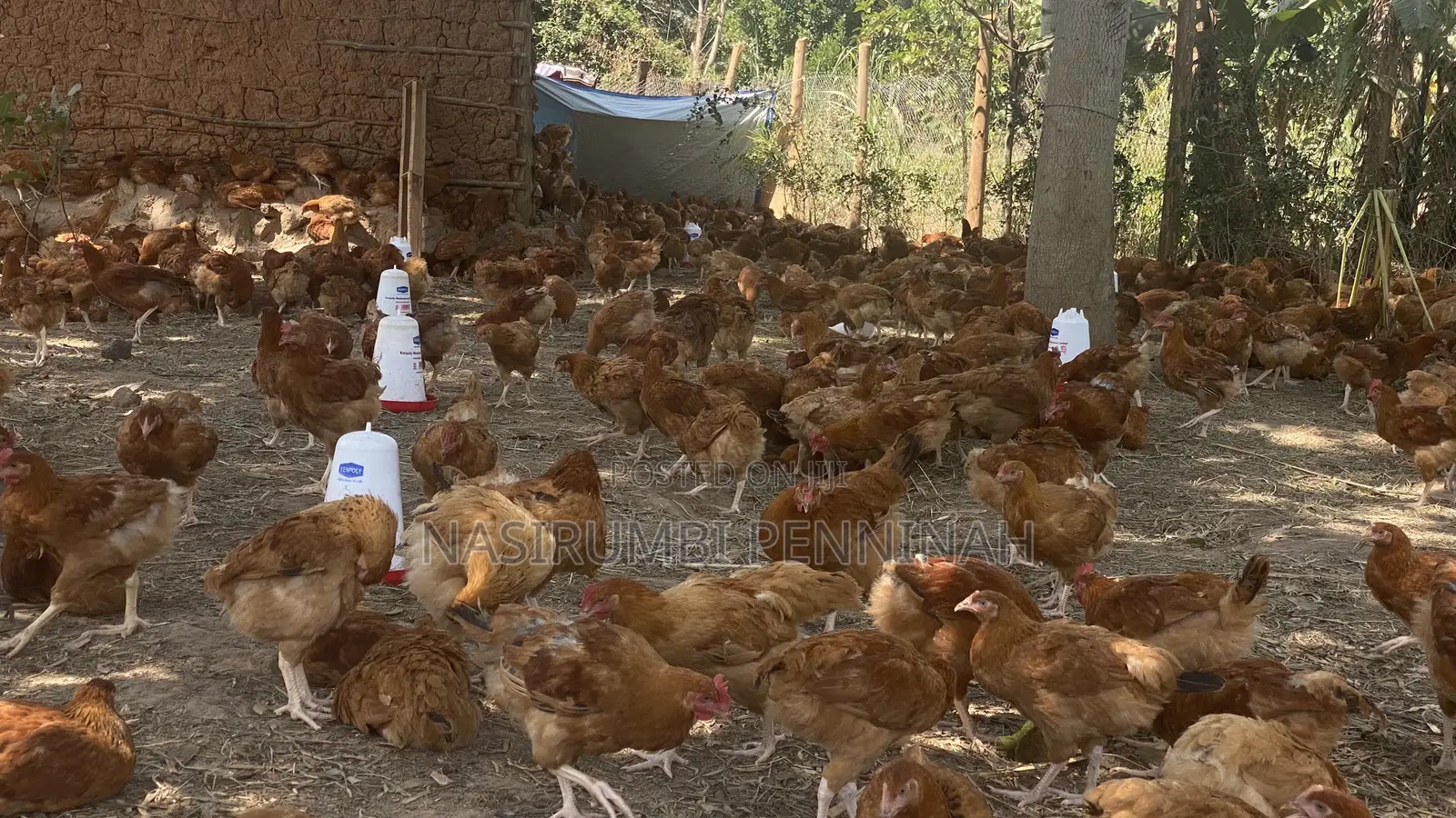Saso Chickens
