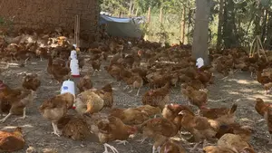 Saso Chickens