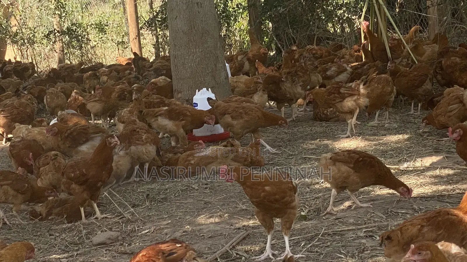 Saso Chickens