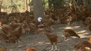 Saso Chickens