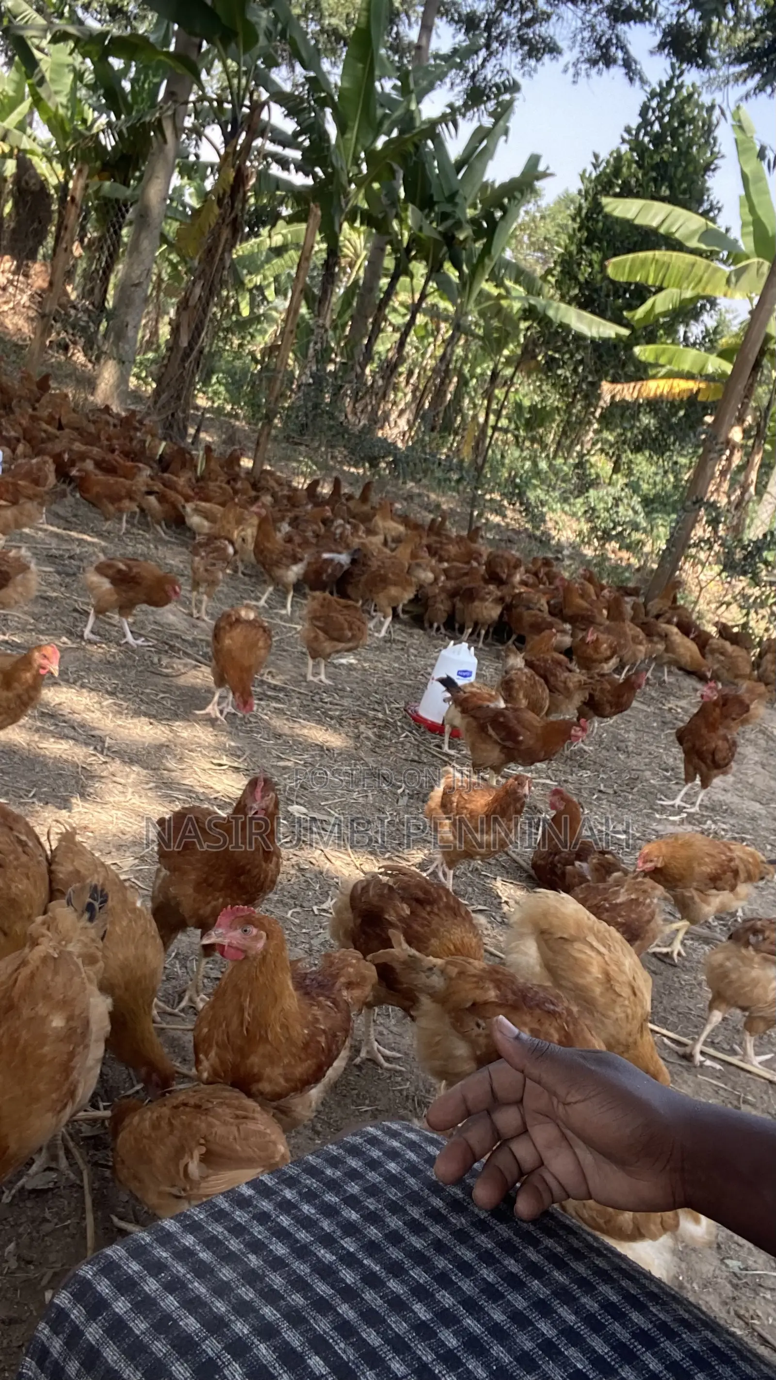 Saso Chickens