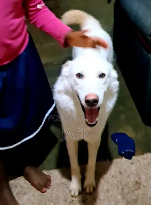 1+ year Male Purebred Siberian Husky