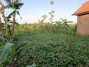 25 by 50 FTS Plot in Matuga Kavule