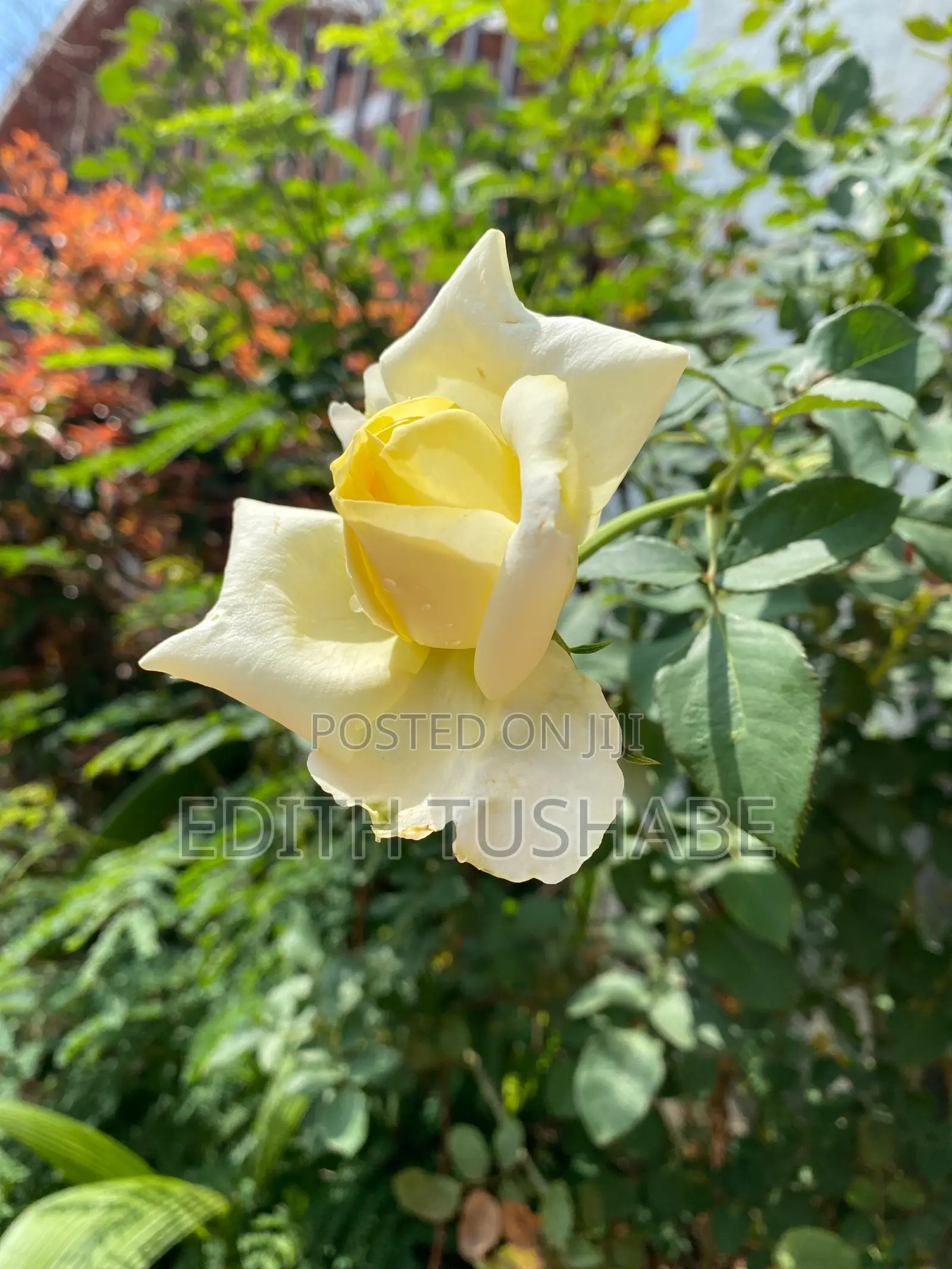 Natural Home Plants