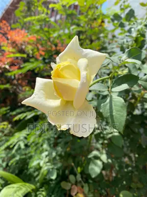 Natural Home Plants