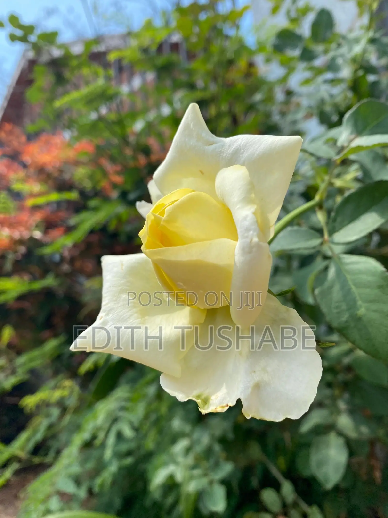 Natural Home Plants