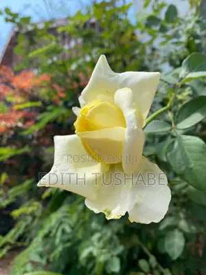 Natural Home Plants