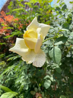 Natural Home Plants