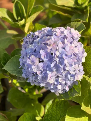 Natural Home Plants