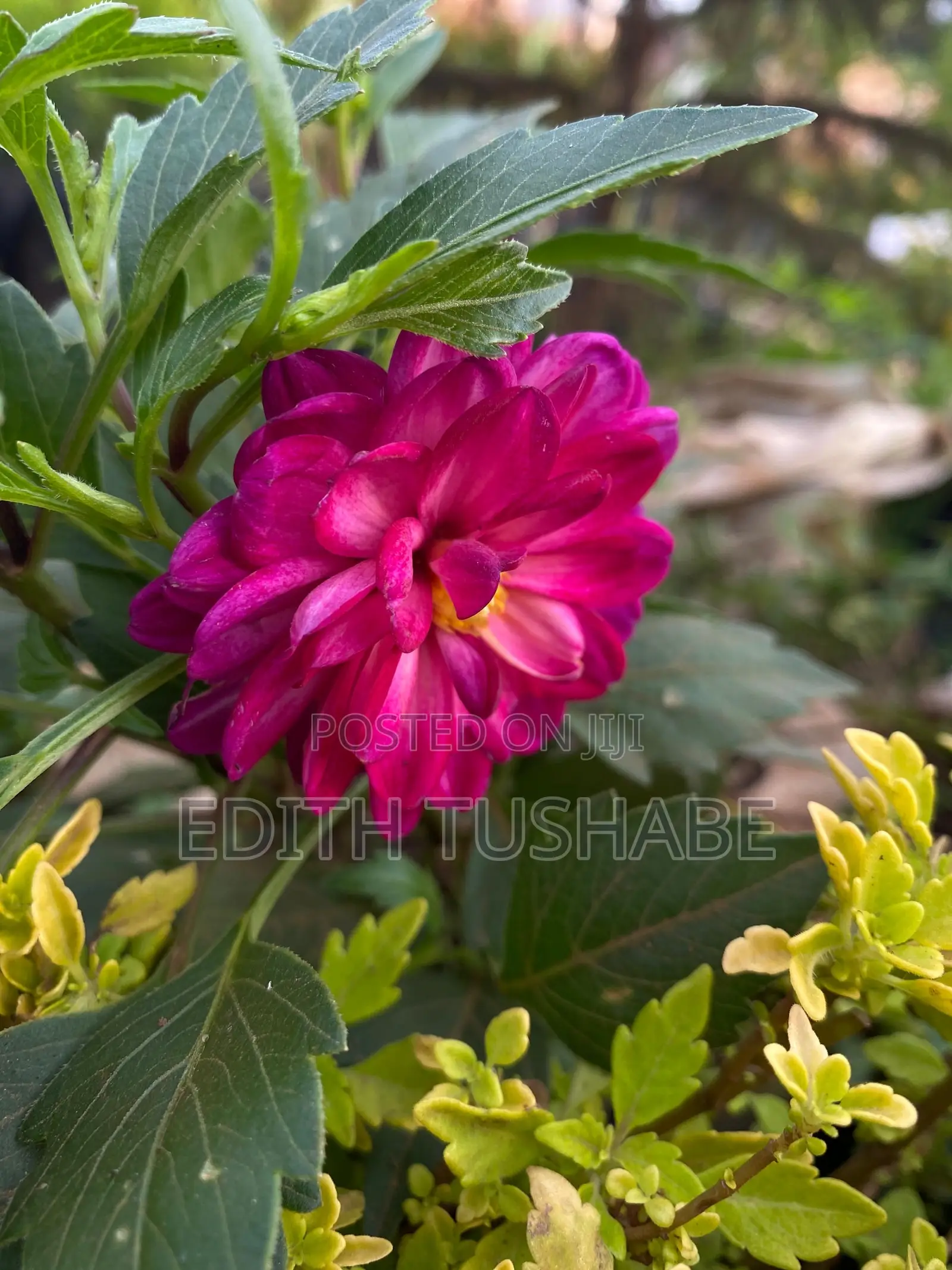 Flowers, Fruits and Trees