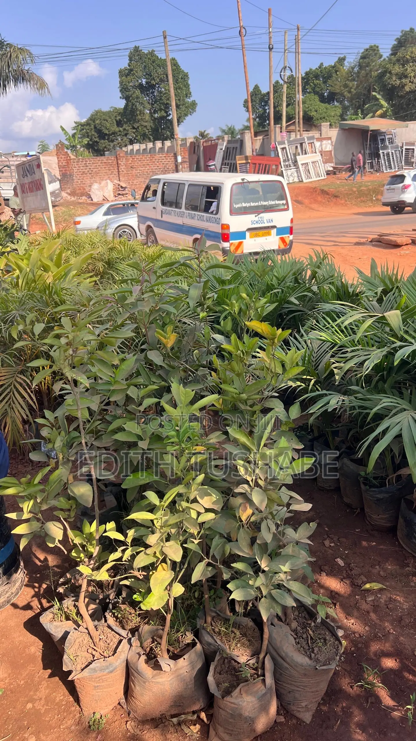 Flowers, Fruits and Trees