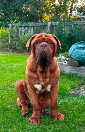 6-12 months Male Purebred Bullmastiff