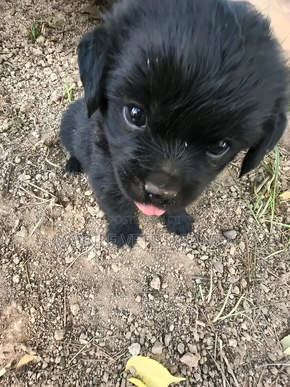 1-3 months Male Purebred Japanese Spitz