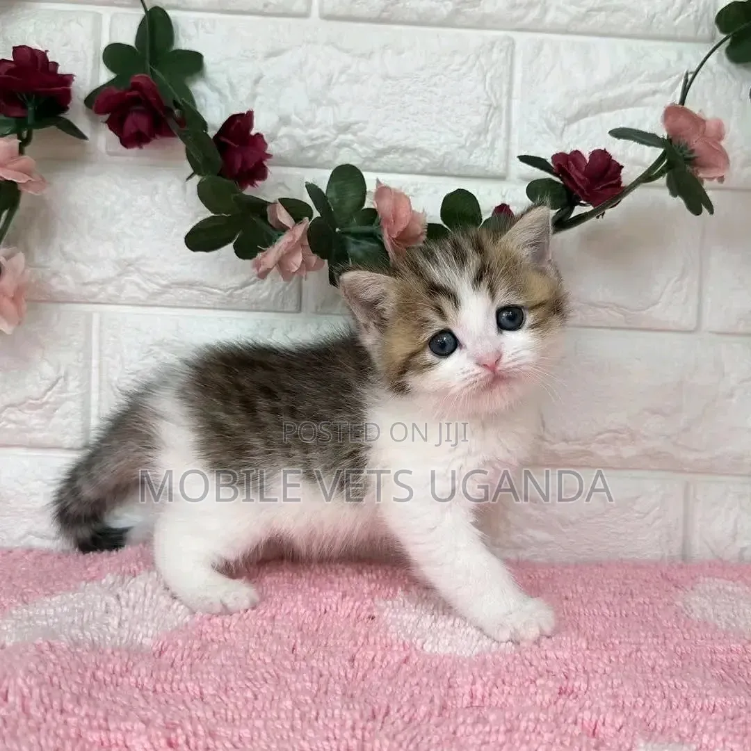 1-3 months Female Purebred American Curl